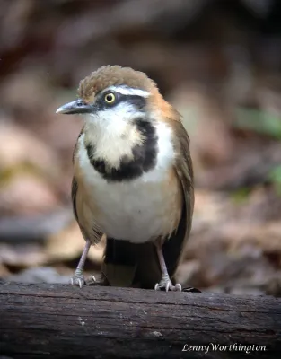 File:Lesser Necklaced Laughingthrush Garrulax monileger (Hodgson, 1836) (16328940886).jpg