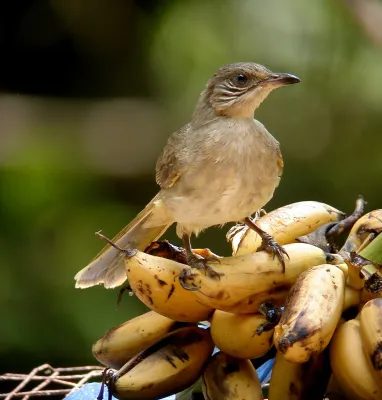 File:Streak-eared Bulbul Pycnonotus conradi, Kaeng Krachan NP, Thailand (15734902913).jpg