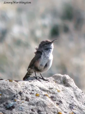 File:ROCK WREN Salpinctes obsoletus (16081490890).jpg
