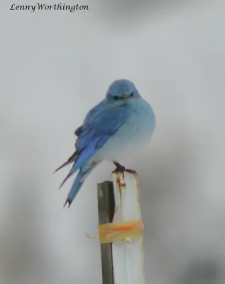 File:MOUNTAIN BLUEBIRD Sialia currucoides (16268855905).jpg