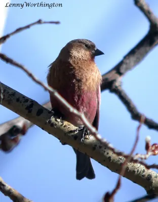 File:GRAY-CROWNED ROSY-FINCH Leucosticte tephrocotis (15646426214).jpg