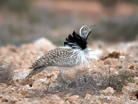 File:Houbara Bustard Chlamydotis undulata feuertaventurae (8469500571).jpg