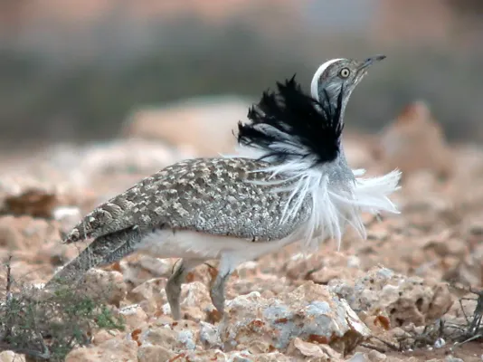 File:Houbara Bustard Chlamydotis undulata feuertaventurae (8469275101).jpg