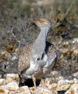 File:Houbara Bustard Chlamydotis undulata fuertaventurae (8469443653).jpg