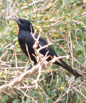 File:TRISTRAM'S STARLING Onychognathus tristramii (8467625689).jpg