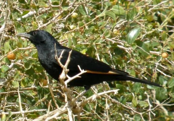 File:TRISTRAM'S STARLING Onychognathus tristramii (8467625647).jpg