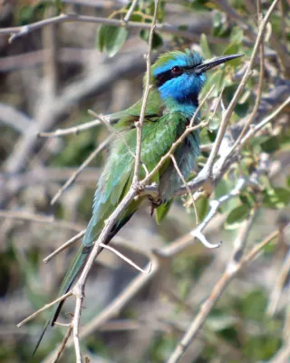 File:Arabian Green Bee-eater (Merops cyanophrys), Israel (8467625215).jpg