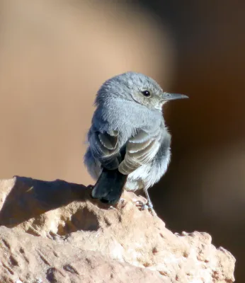 File:BLACKSTART Oenanthe melanura lypura (8468617990).jpg