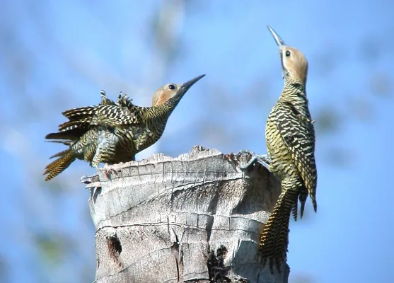 File:FERNANDINA'S FLICKER Colaptes fernandinae (8467867030).jpg