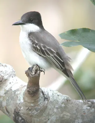 File:LOGGERHEAD KINGBIRD Tyrannus caudifasciatus (8467867006).jpg