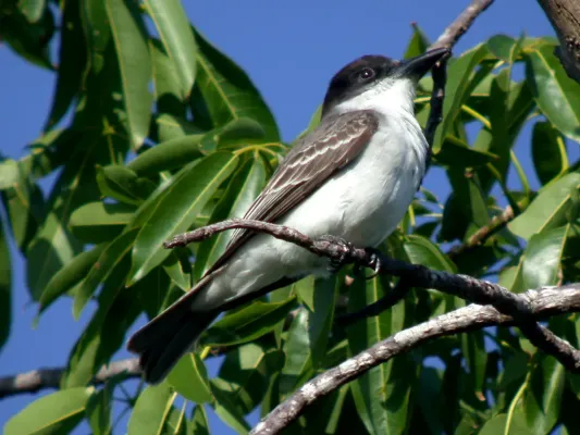 File:GIANT KINGBIRD Tyrannus cubensis (8466755405).jpg