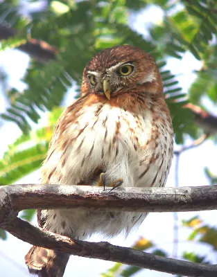 File:CUBAN PYGMY OWL Glaucidium siju (8466736753).jpg