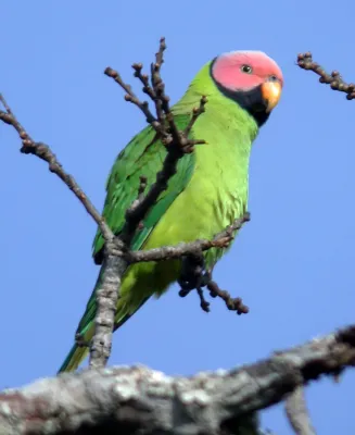 File:Blossom-headed Parakeet Psittacula roseata (male) (6088089743).jpg