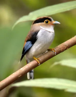 File:Silver-breasted Broadbill Serilophus lunatus lunatus (Gould, 1834) (5531297339).jpg