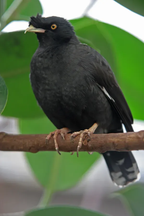 File:Acridotheres cristatellus -Artis Zoo, Netherlands-8a.jpg