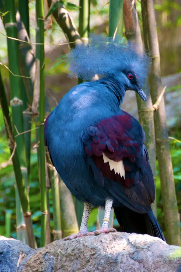 File:Goura cristata -zoo-8a.jpg