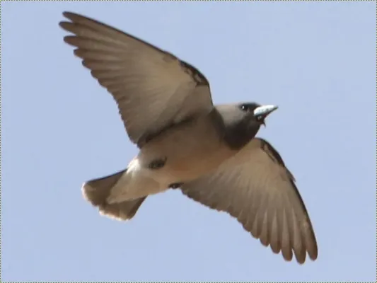 File:Artamus fuscus-flight.jpg