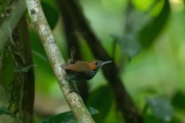File:Microbates cinereiventris 94212331.jpg