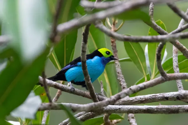 File:Tangara chilensis 94711205.jpg