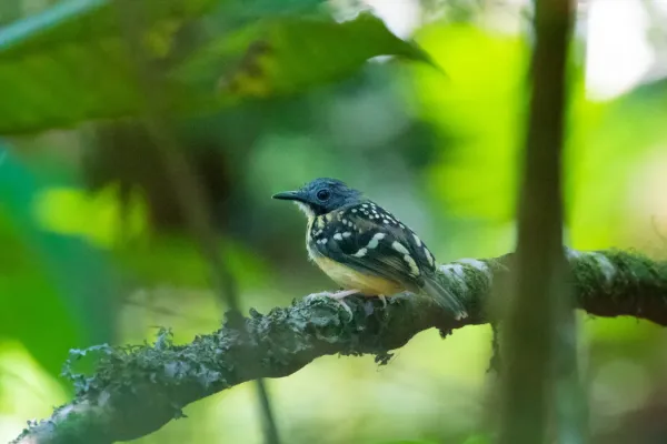 File:Hylophylax naevius 94375561.jpg