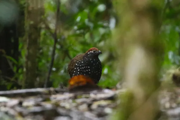 File:Odontophorus balliviani 78567273.jpg