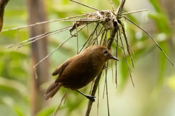 File:Cinnycerthia peruana 75752277.jpg