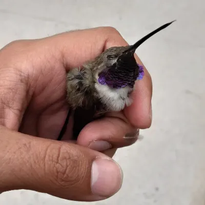 File:Rhodopis vesper atacamensis.jpg