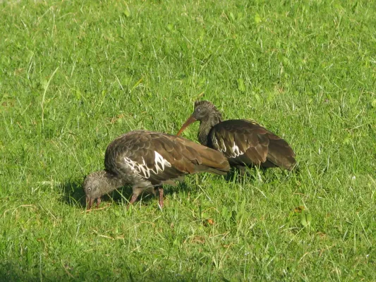 File:Bostrychia carunculata 1.jpg