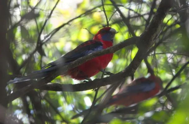 File:Platycercus elegans elegans 56312548.jpg