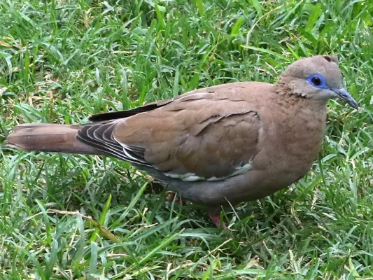 File:Zenaida meloda.jpg