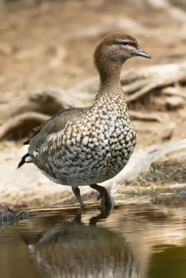 File:Chenonetta jubata female 2.jpg