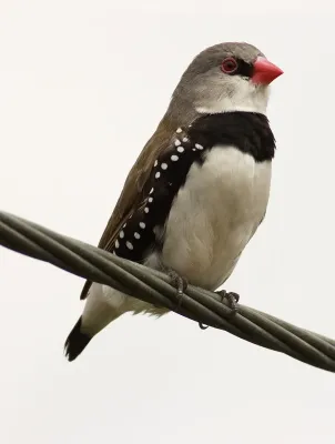 File:Stagonopleura guttata 3.jpg