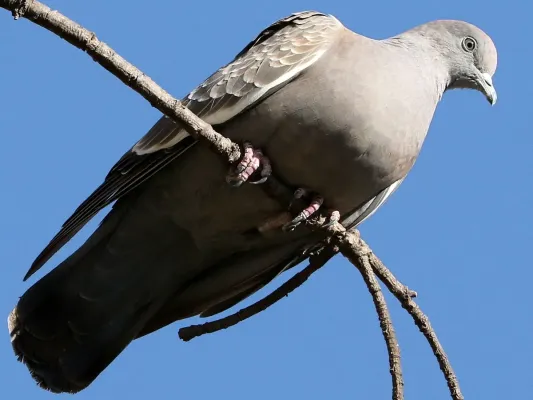 File:Patagioenas maculosa-perching.jpg