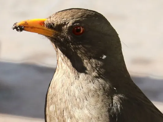 File:Turdus chiguanco-head.jpg
