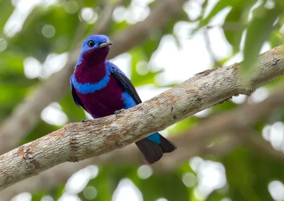 File:Crejoá macho - Cotinga maculata - Banded cotinga.jpg