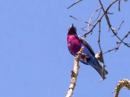 File:Cotinga cotinga - Purple-breasted Cotinga (male); Carajás National Forest, Pará, Brazil.jpg