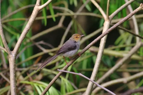 File:Prinia molleri 13080432.jpg