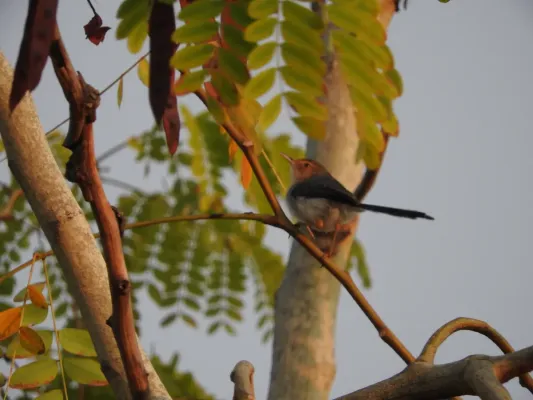 File:Prinia molleri 9711829.jpg
