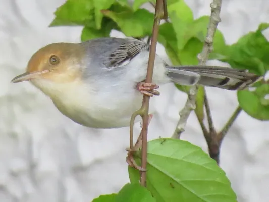 File:Prinia molleri 65405721 (cropped).jpg