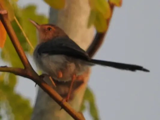 File:Prinia molleri 9711829 (cropped).jpg