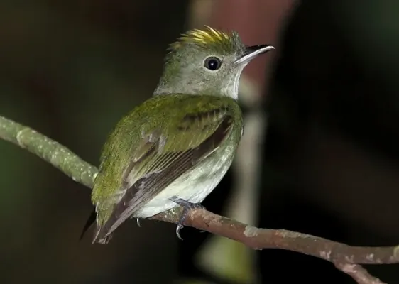 File:Tyranneutes virescens - Tiny tyrant Manakin (cropped).JPG