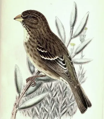 File:CrithagraLeucopteraHart (cropped-greyer).jpg