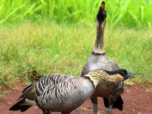 File:Branta sandvicensis-pair calling.jpg