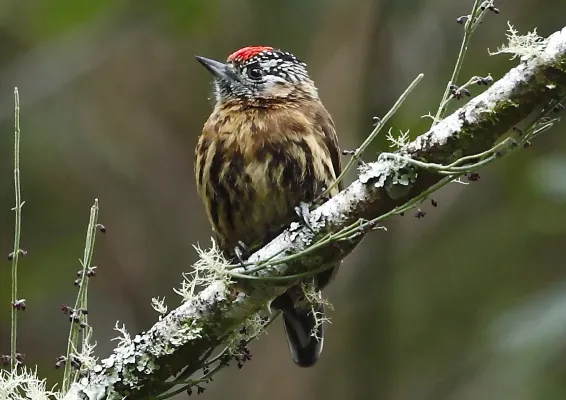 File:Picumnus nebulosus - Mottled piculet (cropped).JPG