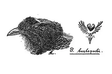 File:Bronze Parotia (Parotia berlepschi) (cropped).jpg