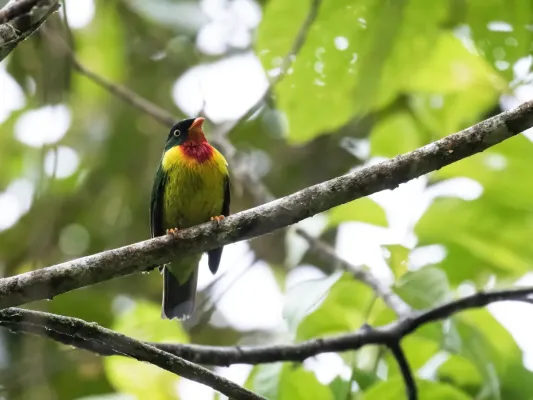File:Pipreola frontalis - Scarlet-breasted Fruiteater.jpg
