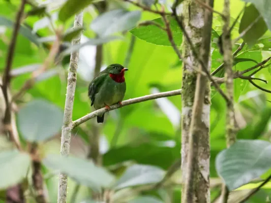 File:Pipreola chlorolepidota - Fiery-throated Fruiteater - male.jpg