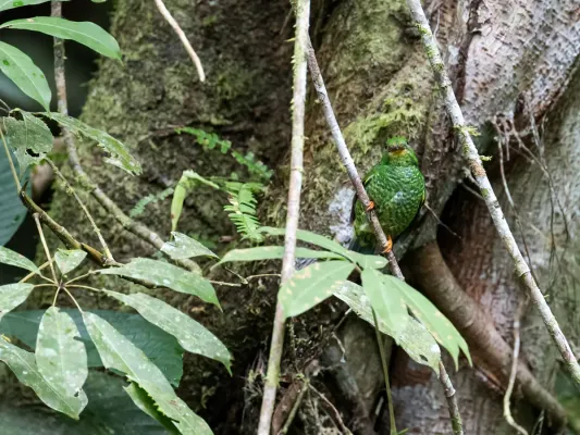File:Pipreola chlorolepidota - Fiery-throated Fruiteater - female.jpg