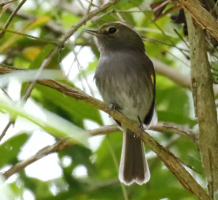 File:Hemitriccus diops - Drab-breasted pygmy-tyrant Salesopolis (cropped).jpg