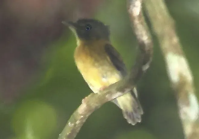File:Platyrinchus platyrhynchos - White-crested spadebill (cropped).JPG
